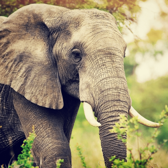 elephant