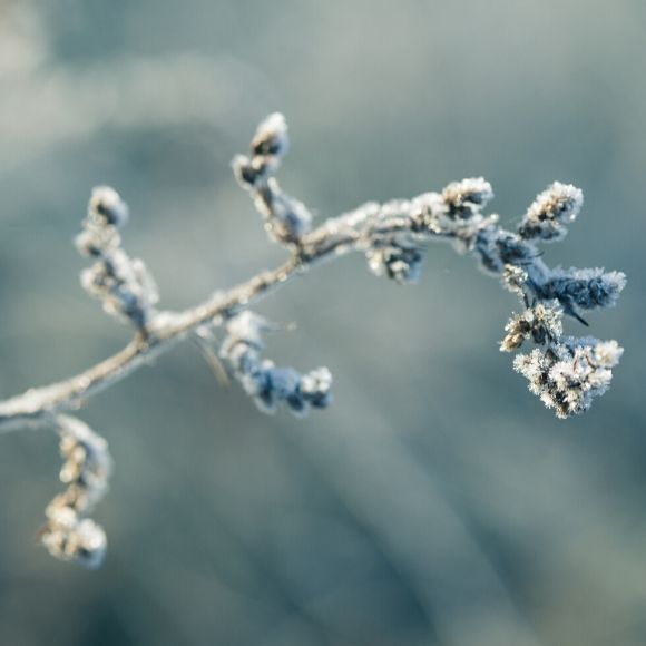 plant epigenetic memories