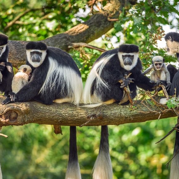 colobus monkey