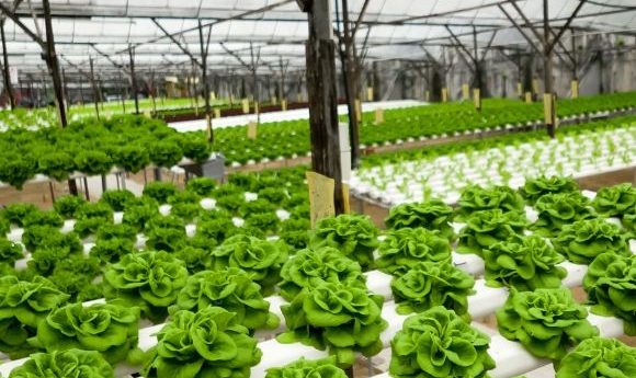 Revolutionizing Sustainable Food Production with Hydroponic Gardening