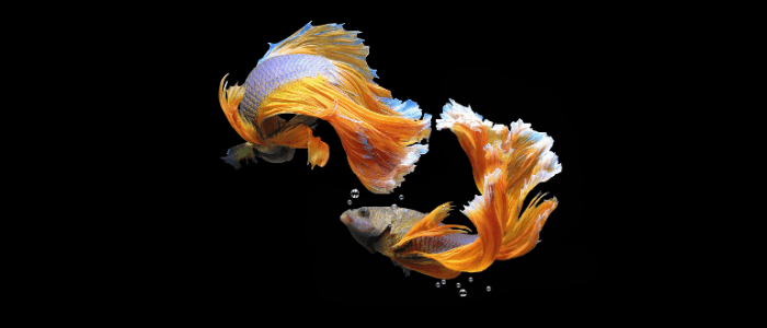 Siamese fighting fish