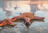 anticancer starfish