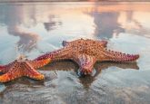 anticancer starfish