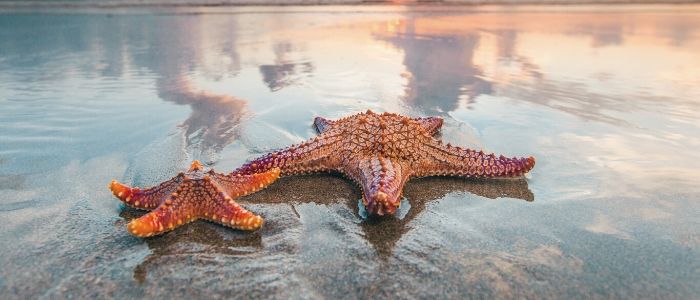 anticancer starfish