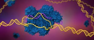 CRISPR gene editing