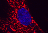 editing mitochondrial DNA