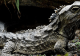 Tuatara genome