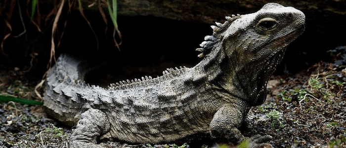 Tuatara genome