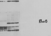 Western blot feature