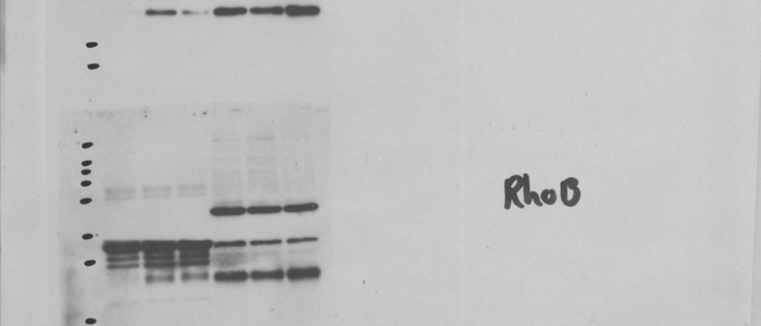 Western blot feature