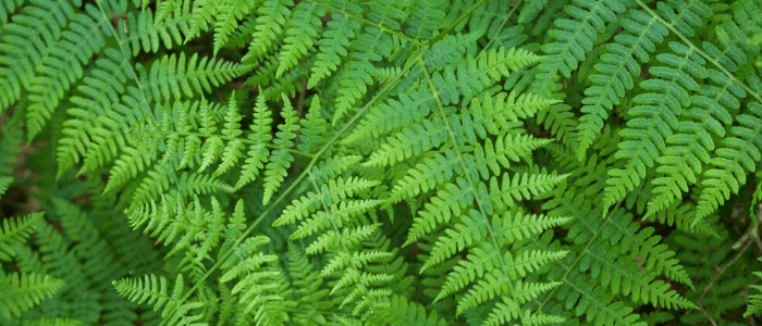 vascular plants
