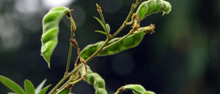 pigeonpea