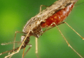 saliva-based test malaria