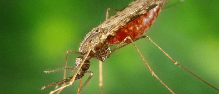 saliva-based test malaria