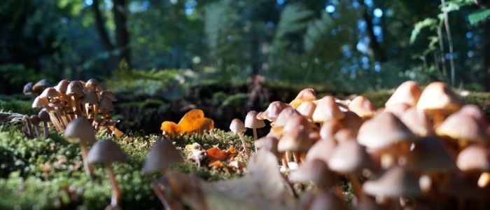 Detecting Explosives with fungi