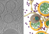 cyro-EM covid