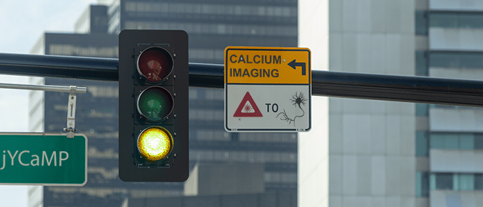 jYCaMP1 traffic light