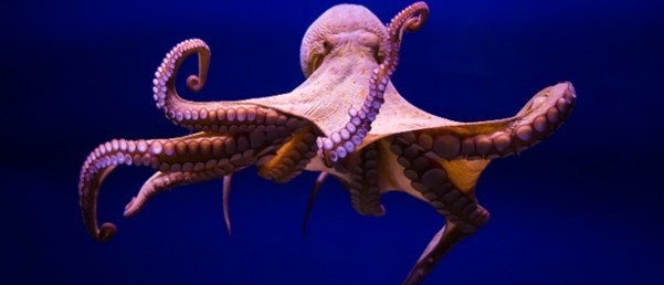 Tissue grafts octopus