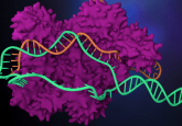 CRISPR COVID-19