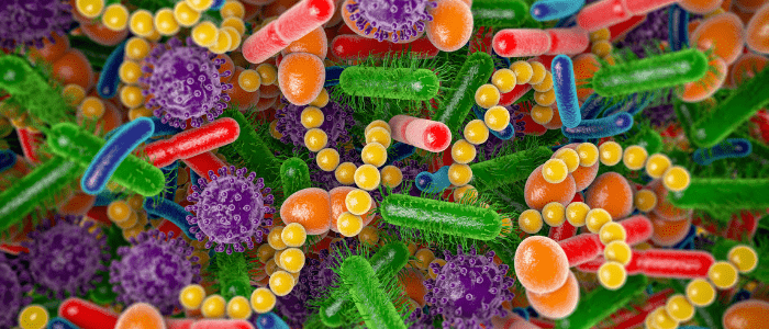 gut microbiome