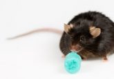 black rat on white background