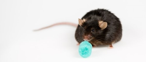 black rat on white background