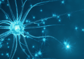 SfN Global Connectome neuron