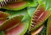 Venus flytrap