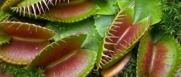 Venus flytrap