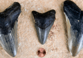 megalodon shark tooth