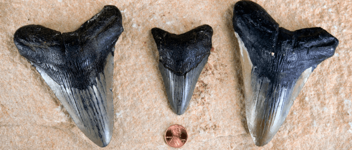 megalodon shark tooth
