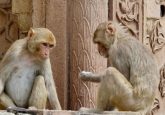 Rhesus Macaques eating at a temple
