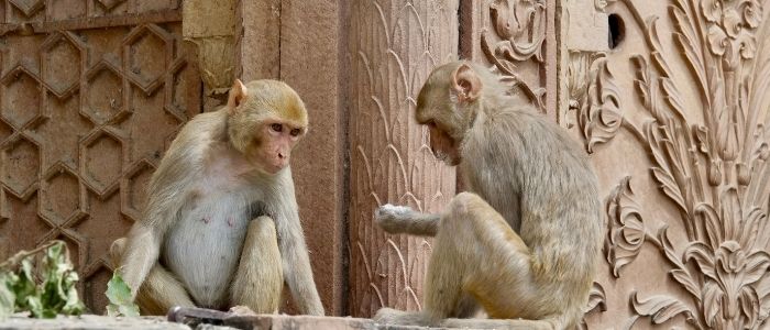 Rhesus Macaques eating at a temple