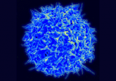 Universal T cell