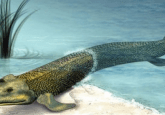 Lungfish genome evolution key
