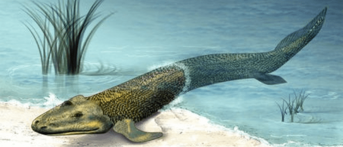 Lungfish genome evolution key