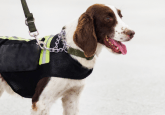 medical detection dogs cancer screening