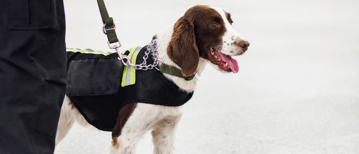 medical detection dogs cancer screening