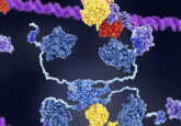 CRISPR enzymes DNA