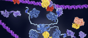 CRISPR enzymes DNA