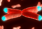 Chromosome with telomeres ADAR1