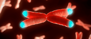 Chromosome with telomeres ADAR1