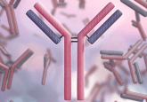 Antibody