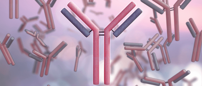 Antibody