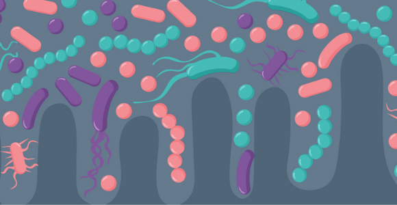 gut microbiome