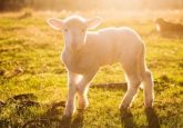 bioengineered heart valves implanted into lambs