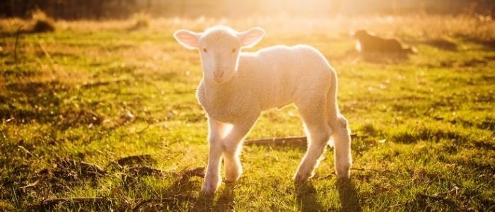 bioengineered heart valves implanted into lambs