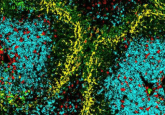 cDC1 DC-SCRIPT cells