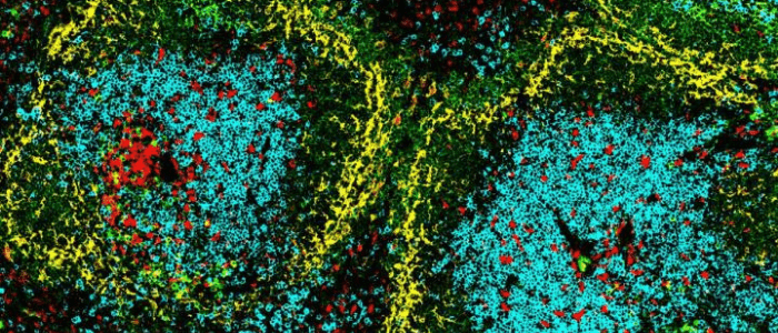 cDC1 DC-SCRIPT cells