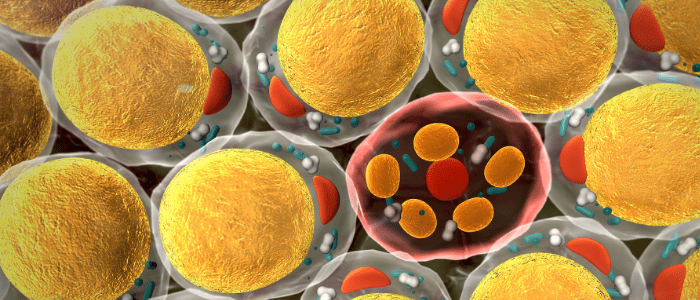 Fat cells showing mitochondria function links to obesity